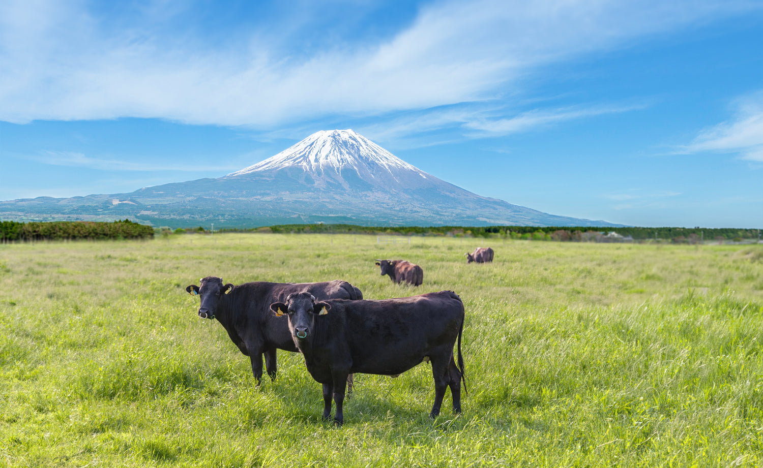 Mt Fuji Farm